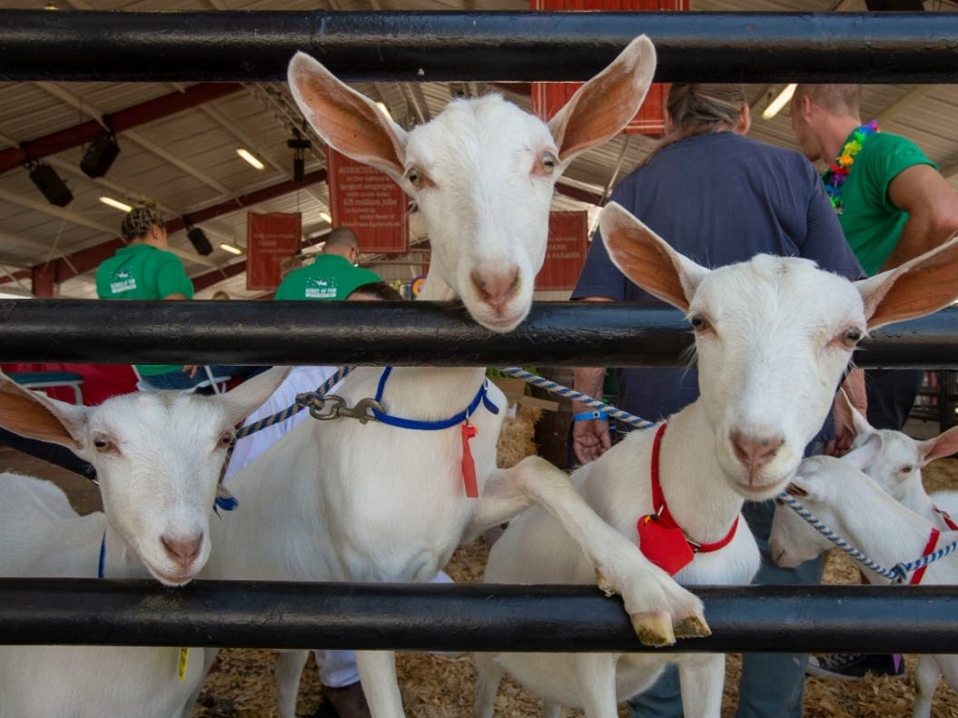 After a year of closure due to the coronavirus pandemic, we can confirm that the OC Fair is reopening in July. Will you go back?