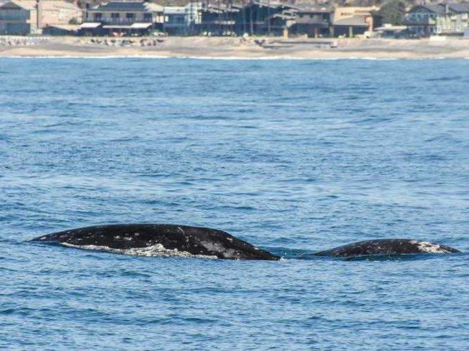 A baby gray whale entangled in fishing line is sought along the southern California coastline. Attempts to free it were unsuccessful Monday.