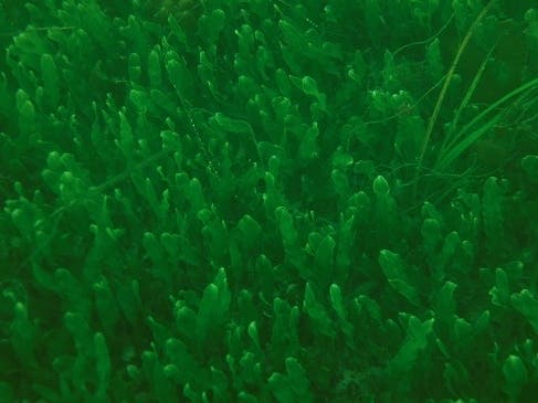 A prolific and invasive algae most commonly seen in Florida has breached Newport Beach's coast. Here's what we know.