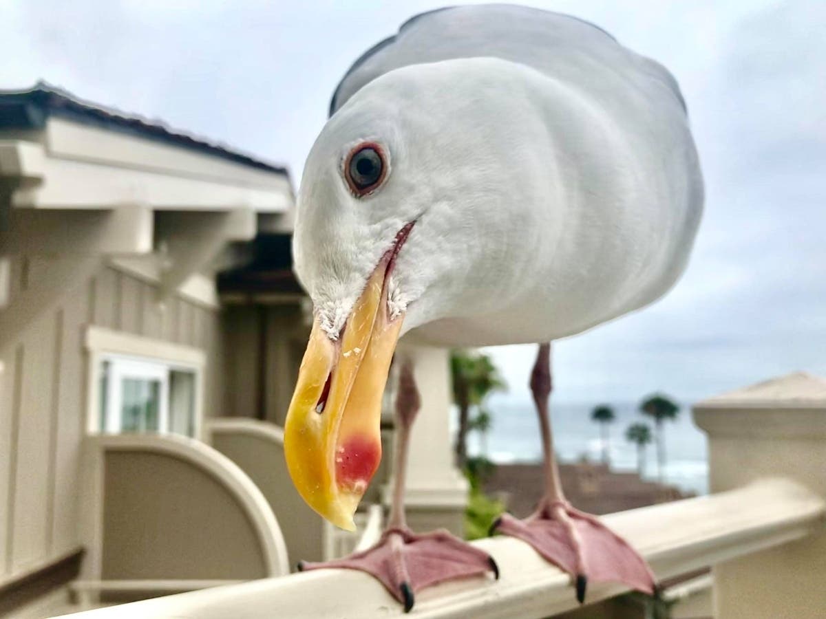 Hey! What are you doing this Labor Day weekend? This closeup of a seagull at Montage Laguna Beach is brought to you by our favorite Southland photographer. Send your pics to Patch ashley.ludwig@patch.com to be featured in Patch Orange County Daily.