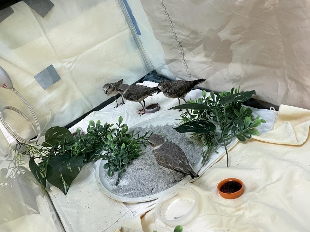 Five oiled snowy plovers were recovered from the Orange County spill area. The threatened species is protected to promote population recovery. All five birds were stabilized and are receiving rehabilitative care.