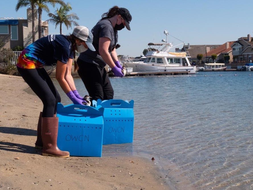 A Ruddy Duck and Western Grebe were released this week after being successfully rehabilitated after being covered in oil due to Orange County's oil spill.