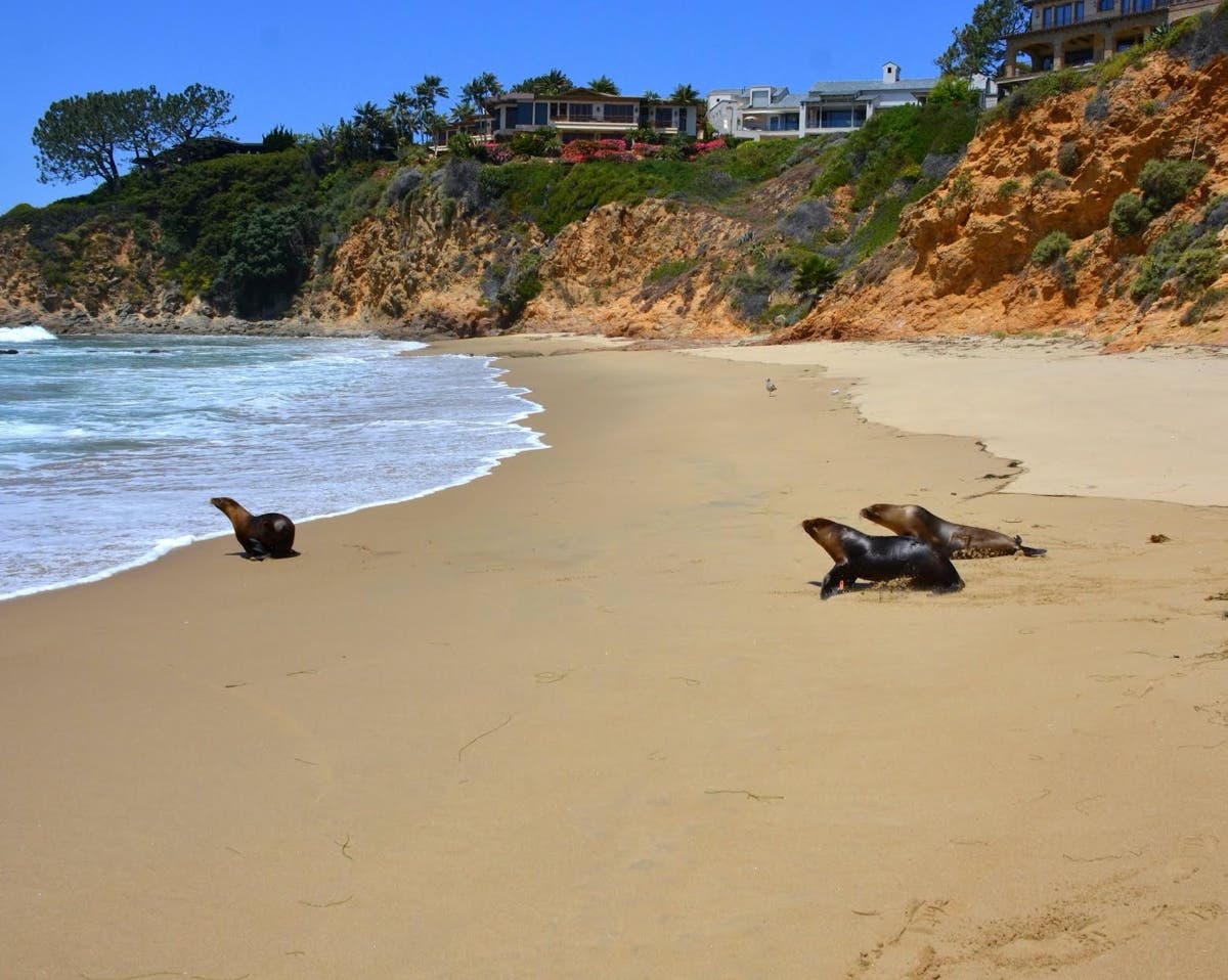 Three sea lions rescued in March, Bucky, Tinky and Eden, return to the ocean in Laguna Beach.