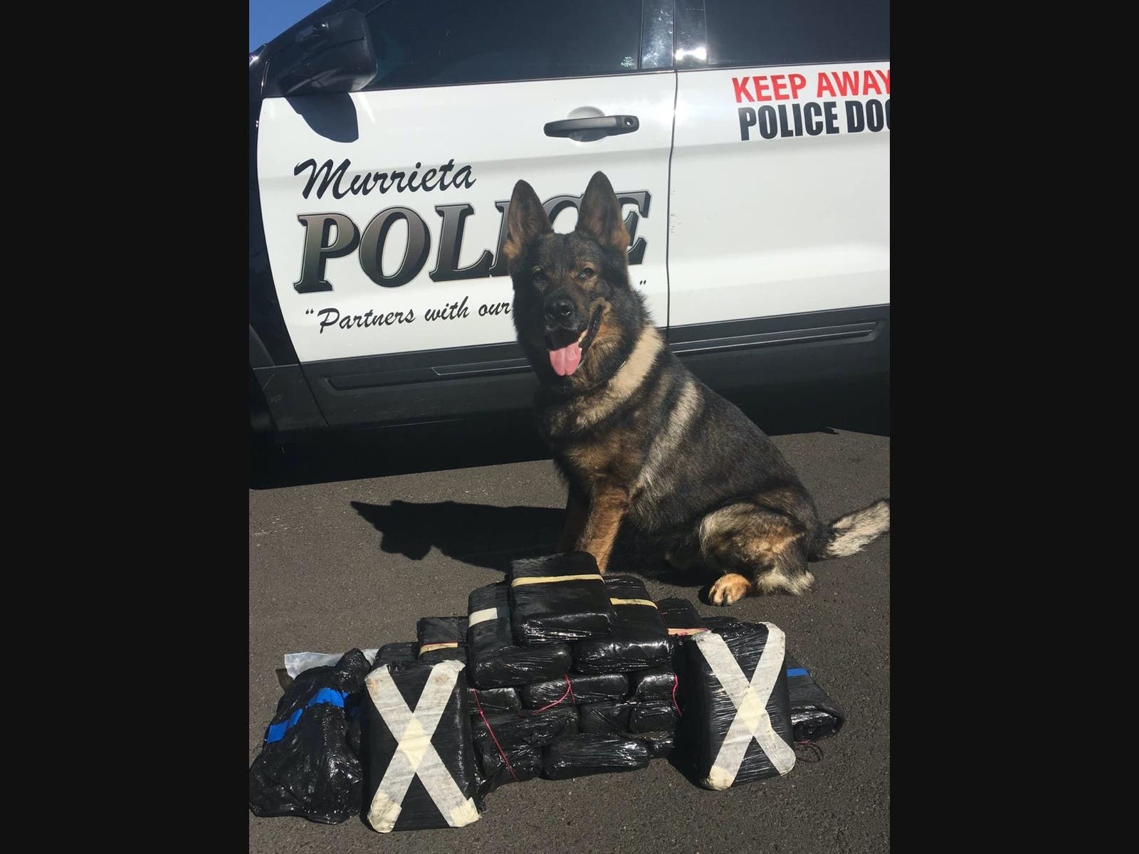 K-9 Officer Kazan before his retirement was an impressive narcotics detection police dog.