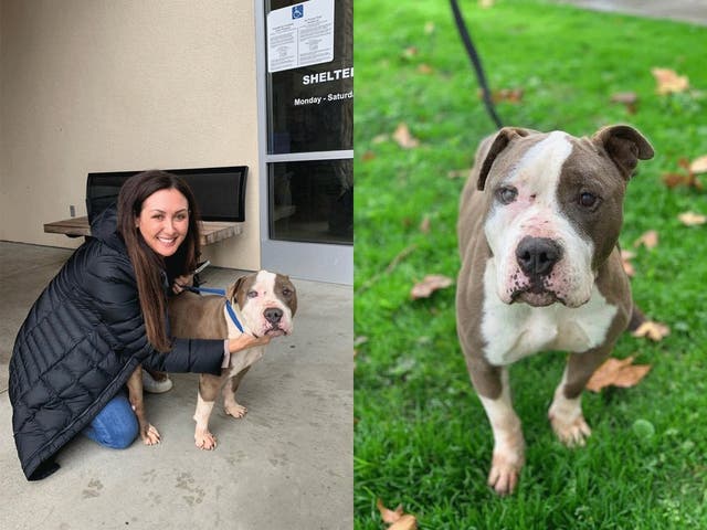 Dog Tossed Over Razor-Wire Fence Has New Leash On Life With Foster Mom ...