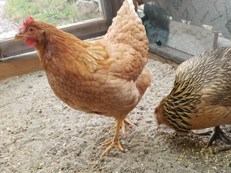 Do you want to raise chickens in Novato? Here's what to know.