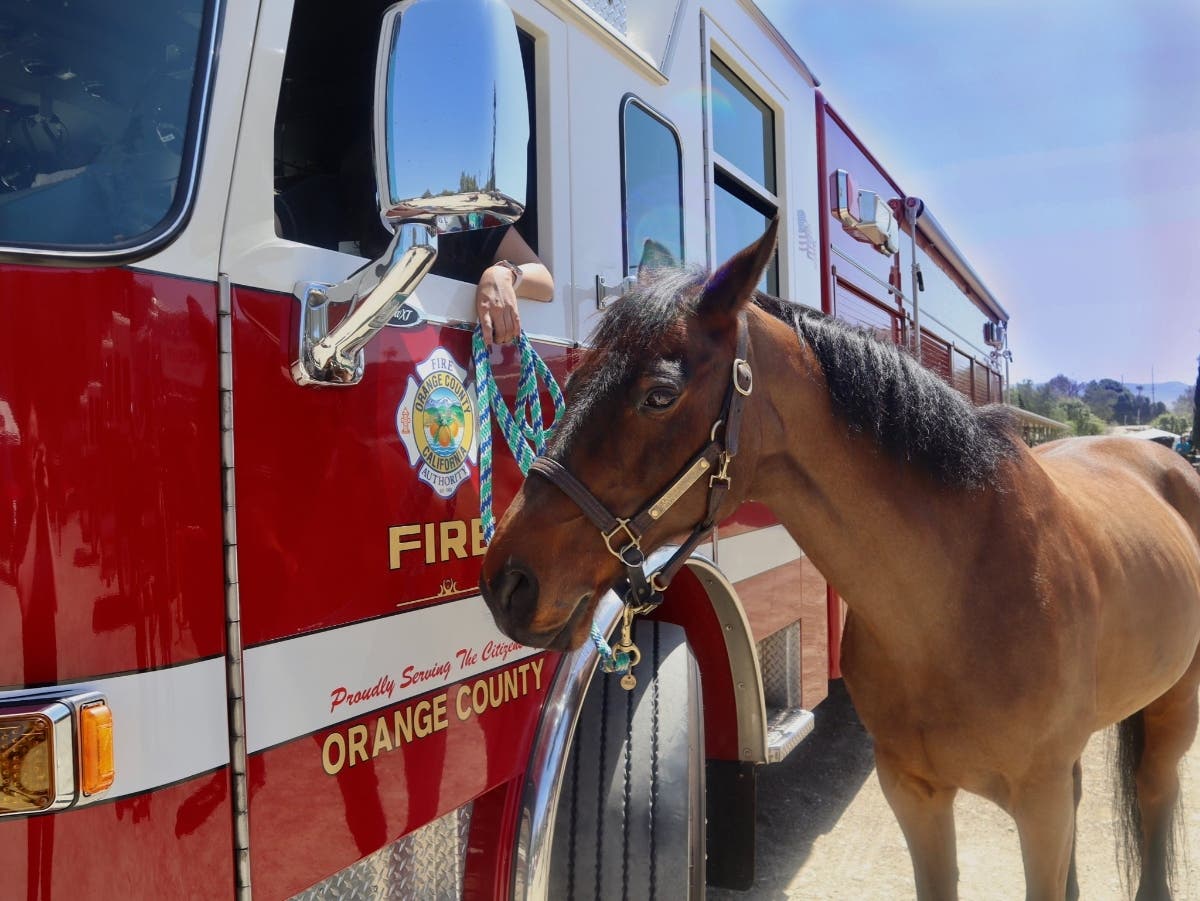 Choco was working at the therapy center when he spooked and fell into a ravine in 2021, requiring rescue by the Orange County Fire Authority's technical rescue team. 