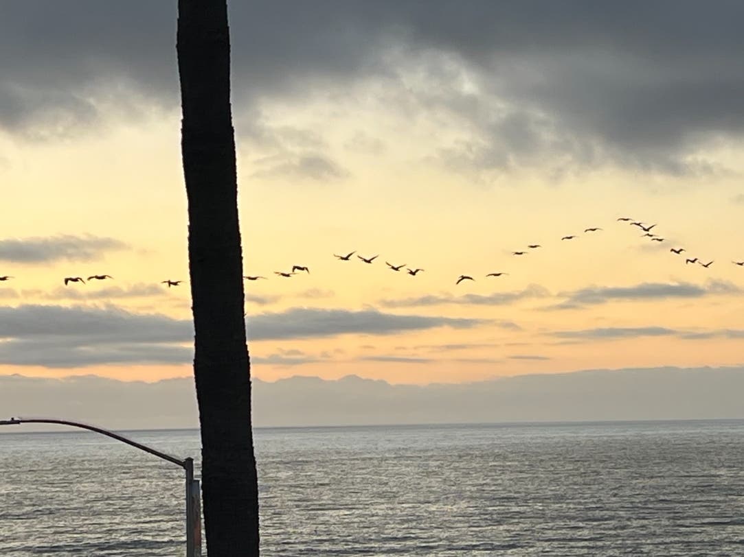 More than 50 pelicans cruised the coast near Carlsbad.