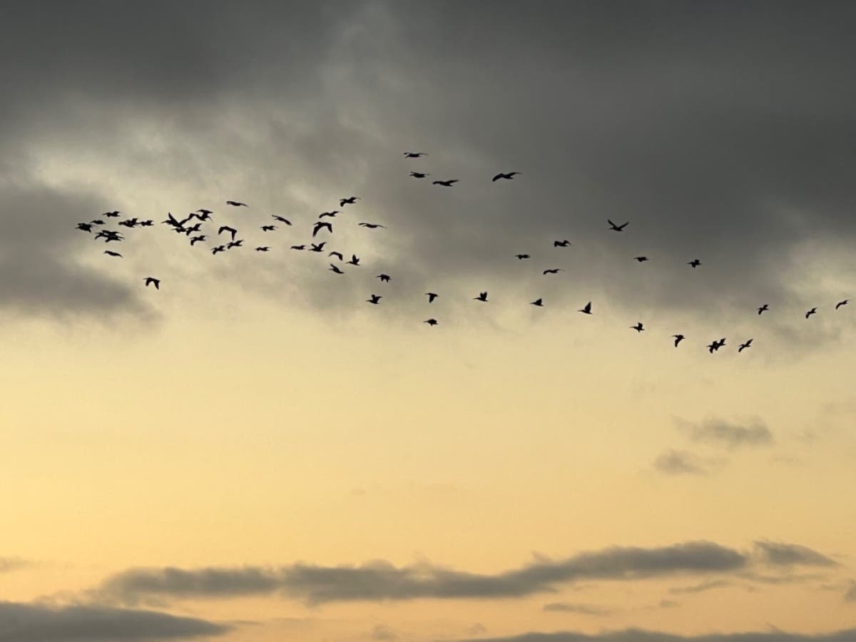 A pelican traffic jam in north San Diego county.