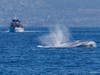A large blue whale was spotted amid an 8-hour whale-watching cruise Sunday off the coast of Laguna Beach.