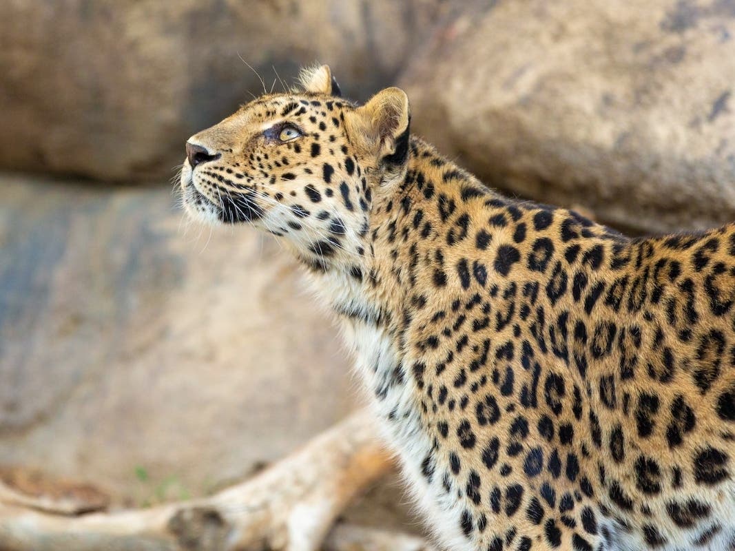 The Living Desert Zoo and Gardens announced the loss of Zoya Friday.