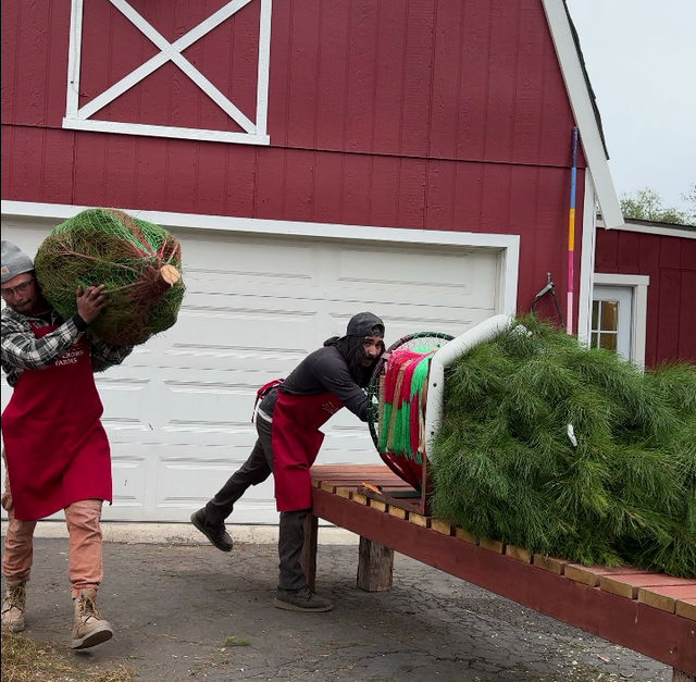 Temecula's Choose-And-Cut Christmas Tree Farm Opens For Reservations ...