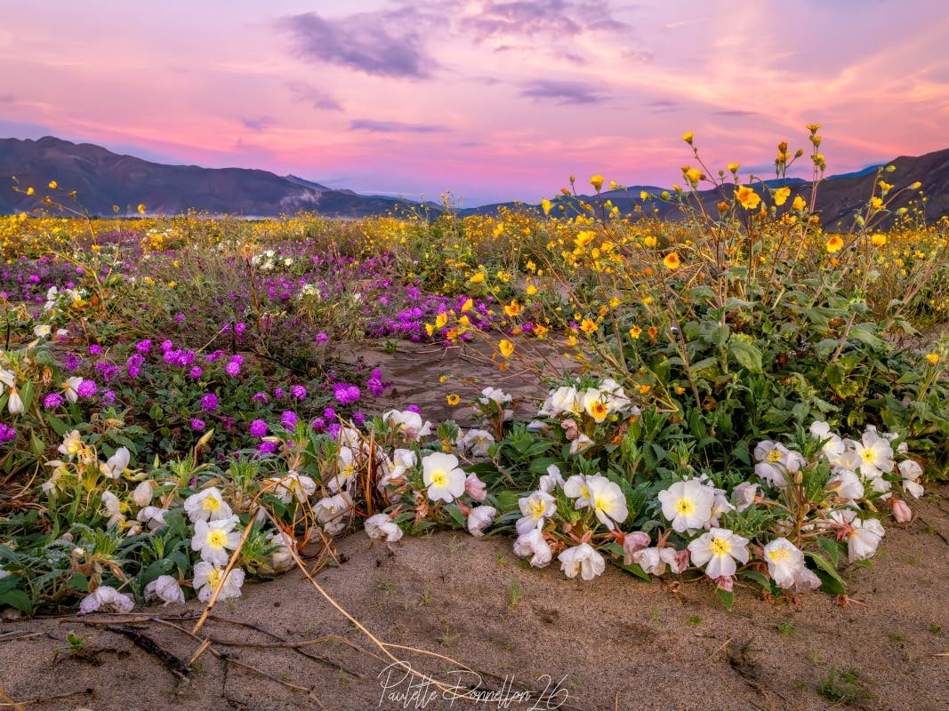 This is not a superbloom at this time, but the desert is alive with beauty for those who know where to look. 