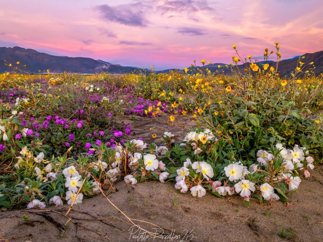 Wildflowers in bloom Anza-Borrego Desert State Park.