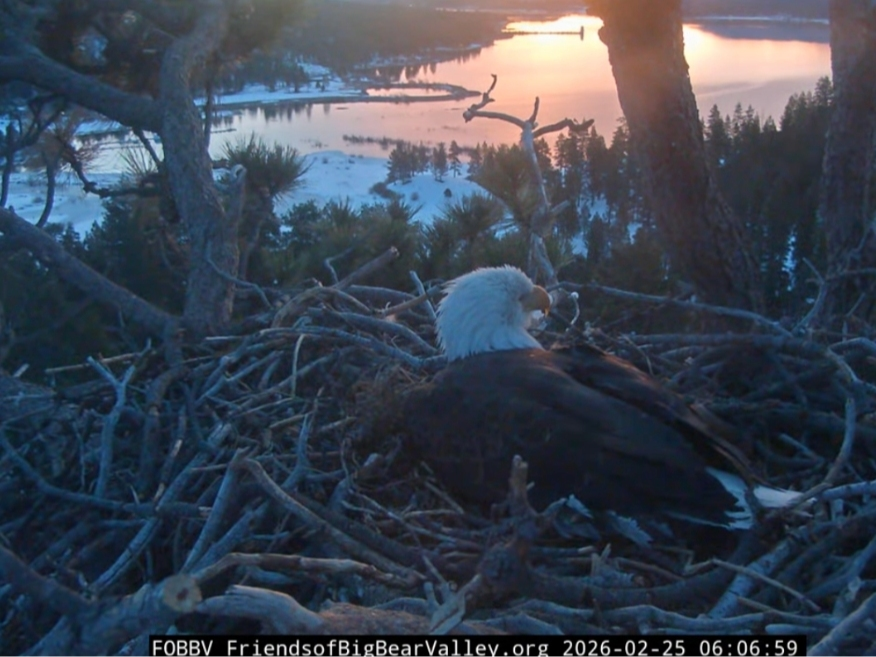 Jackie incubates her new egg as the sun rises over the lake.