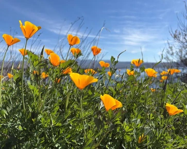Poppies at Diamond Valley Lake in Riverside County.
