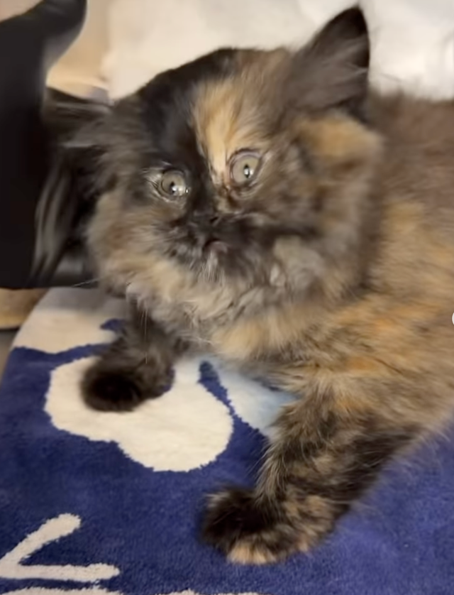 Puff Kitty Puff Kitty In Palm Springs Draws National Attention, Fundraiser ...