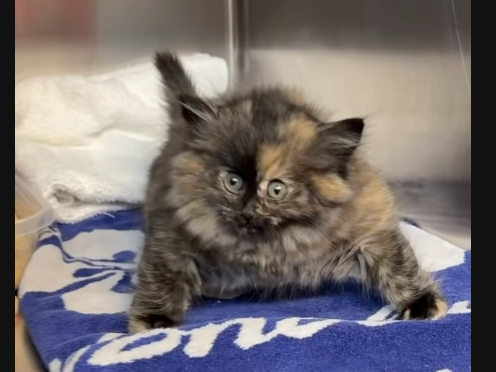 "Puff Kitty," also known as Zoe, had a rare condition where air was leaking through her windpipe, filling her up "like a blimp!"