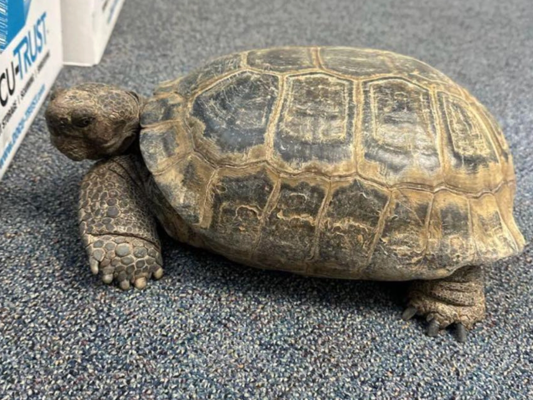 Mr. Whistles, reported as missing in Temecula.