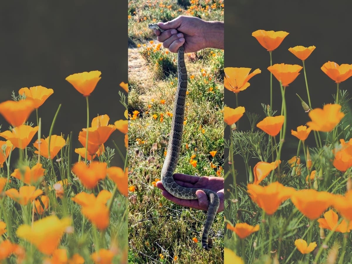 A rattlesnake was recently seen in a poppy field in the Antelope Valley, and summarily freed.