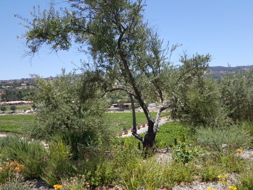 Overlooking East Temecula from the De Portola Wine Trail, Cougar Vineyards and Winery