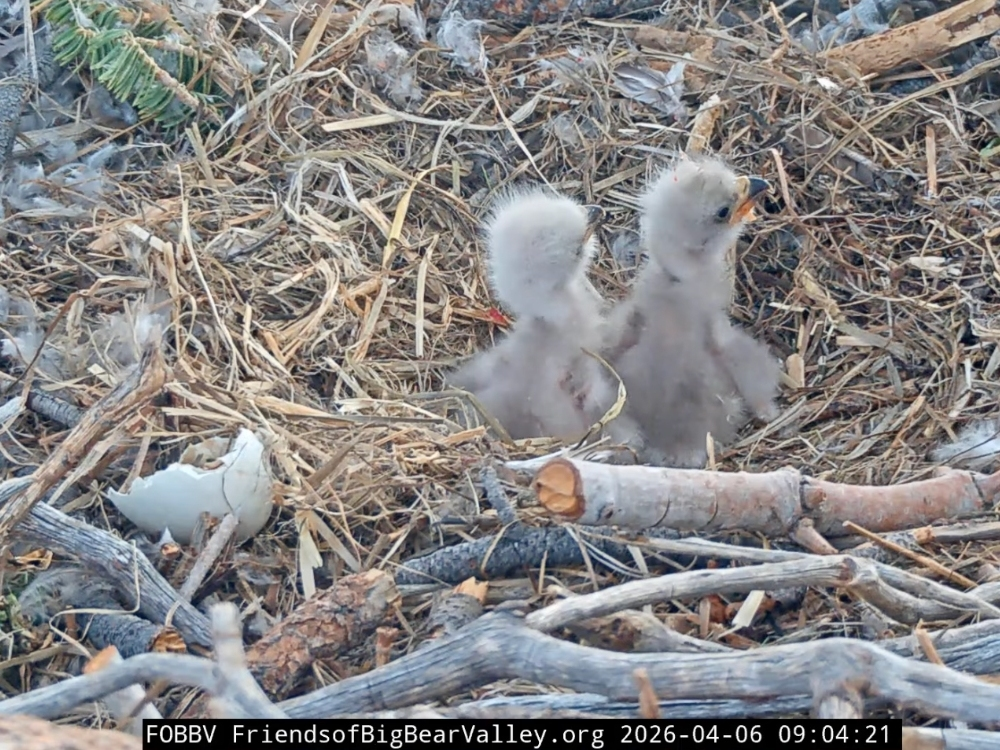 Two brand new eaglets are now the stars of the show in Big Bear.