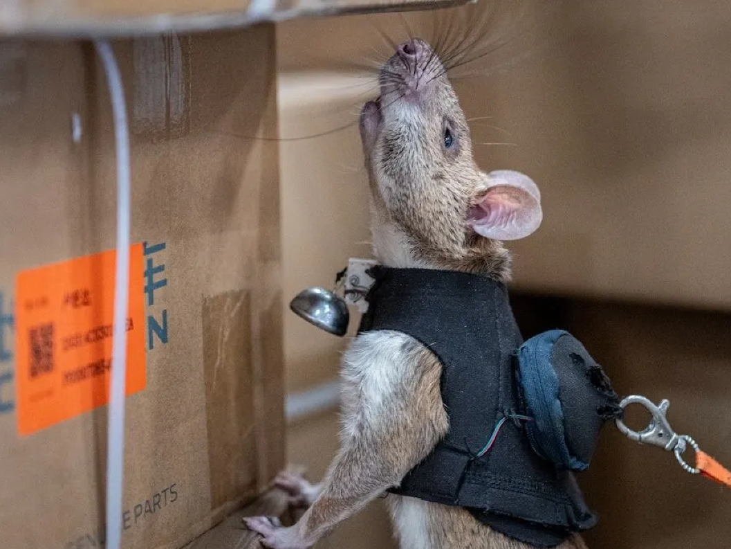 Meet Hamida, a HeroRAT living at the Living Desert Zoo and Gardens.