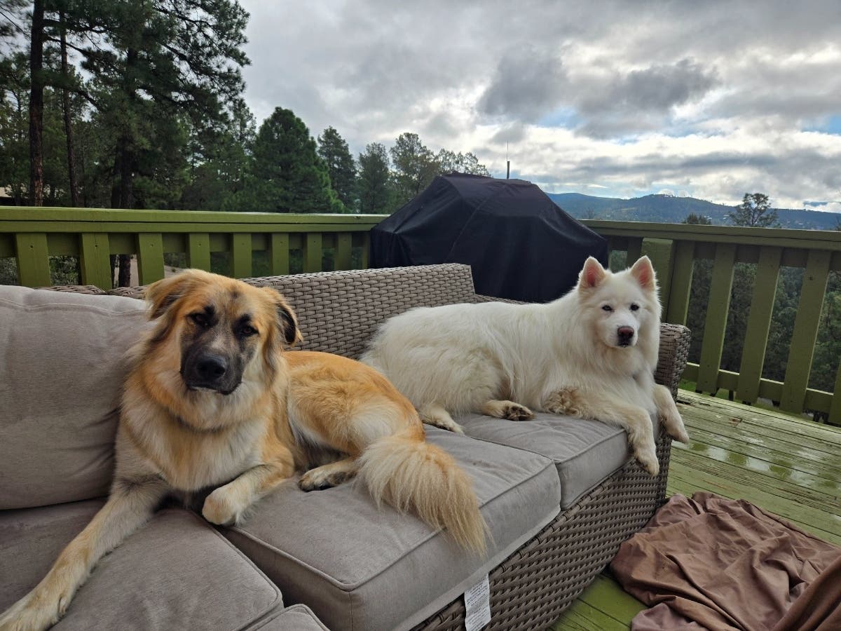 Pass Area Dogs Killed In Mountain Lion Attack: Sightings, What To Know