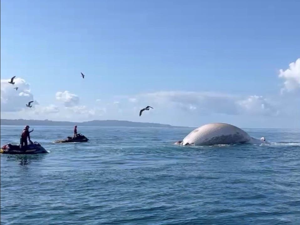 A shark advisory was in place after a whale carcass was towed offshore in Encinitas.