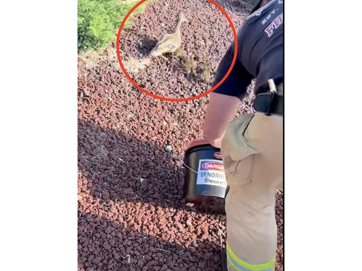 Murrieta Fire & Rescue rescued eight baby ducklings over the weekend.