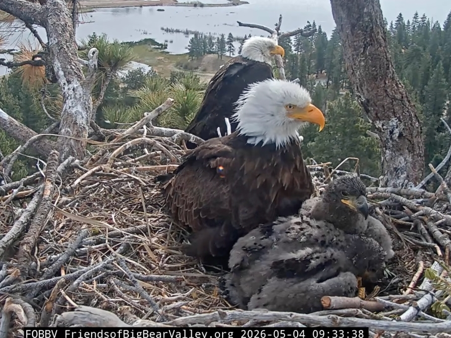 Big Bear's Bald Eagle family.
