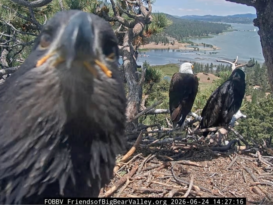 Luna, Sandy and either Jackie or Shadow prior to the fledging (Friday, June 26, 2026)