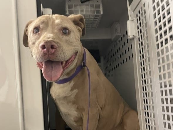 The dogs will not be put up for adoption as of yet, an Animal Services spokesperson said.