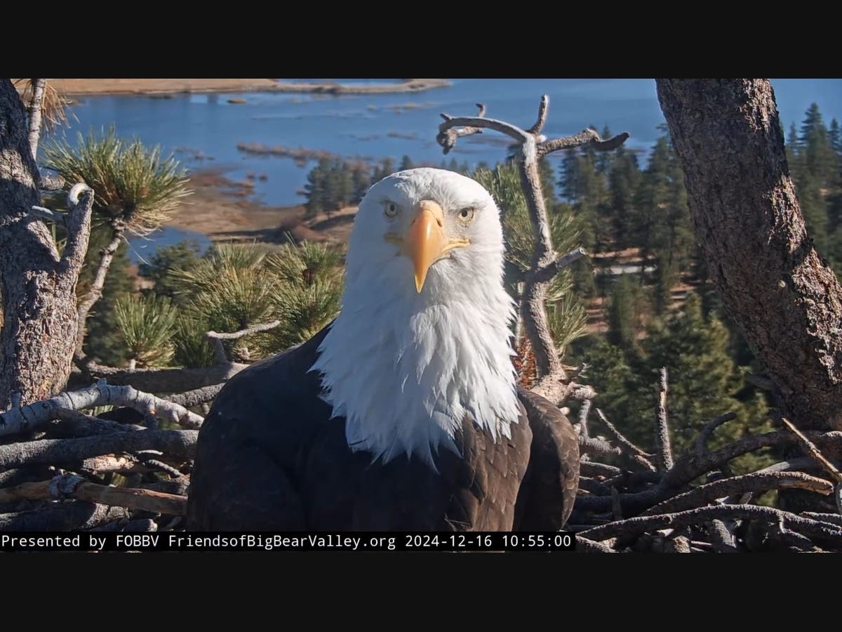 Big Bear Bald Eagle Healing At Raptor Center, Receives Transfusion From 'Spirit'