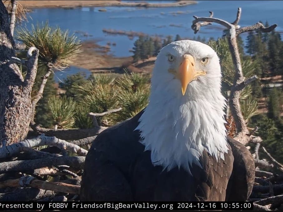 Jackie, a bald eagle whose nest sits above Big Bear Lake, is under the care of Ojai wildlife specialists.