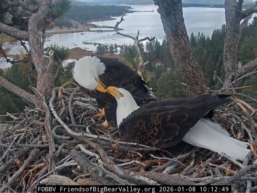 Jackie and Shadow, Big Bear's Bald Eagles of the FOBBV Nest Cam, in January, 2026.