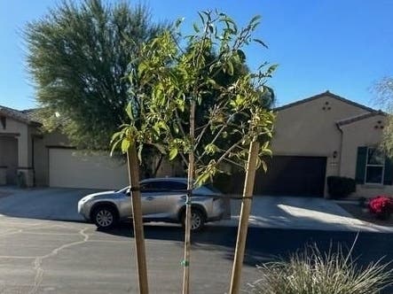 Tree planting in Indio.