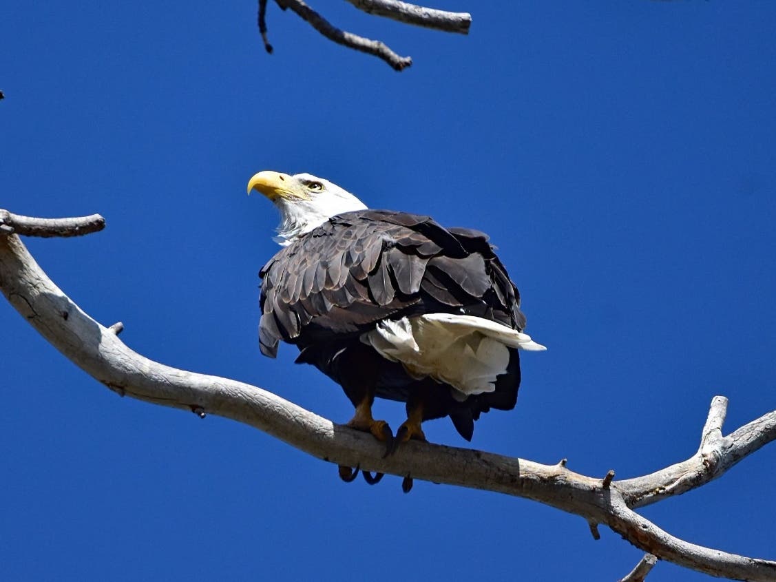 'Recovery Could Take Months' Beloved Big Bear Bald Eagle Still Recovering In Ojai