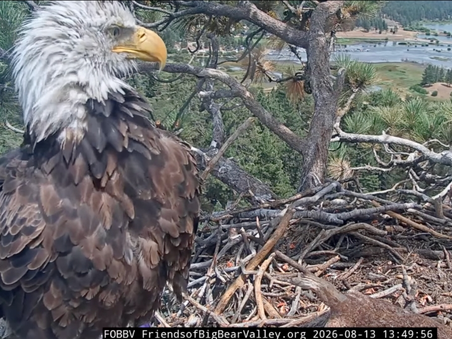 Shadow Daddy, Big Bear Bald Eagle, Has A New Companion In KD-1: Here's What We Know