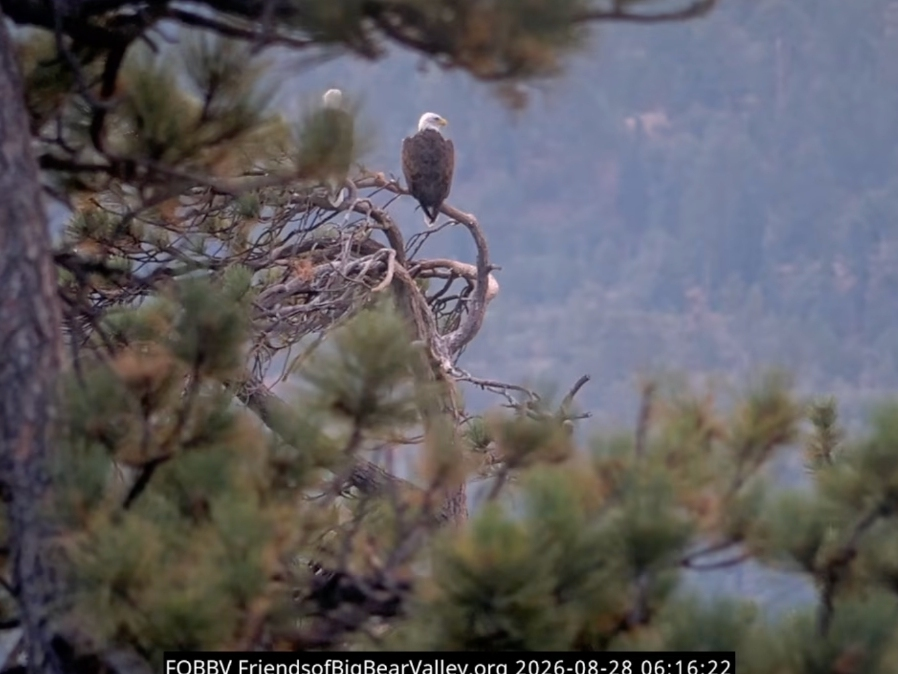 Shadow and Kaydee were seen in the tree in Big Bear Valley.
