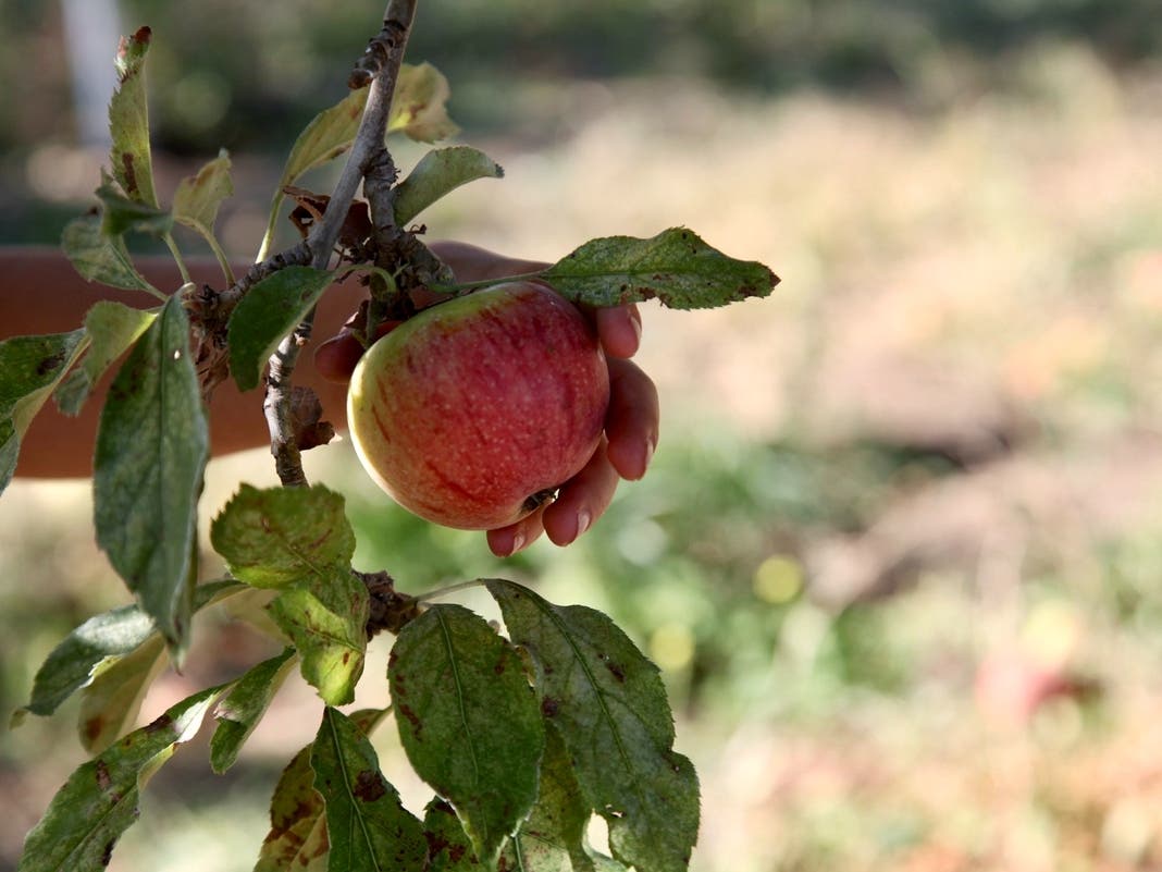 Apple picking.