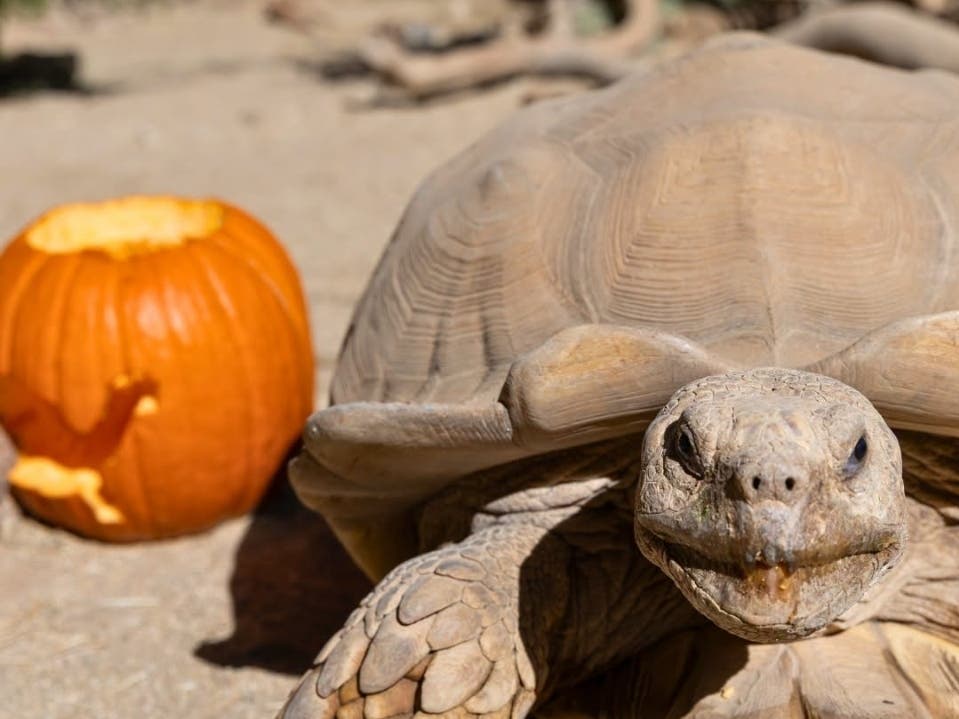 Consider this our contribution to the pumpkin discourse.