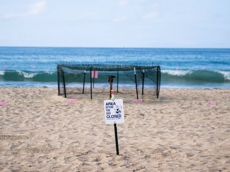 Sea Turtle Eggs Laid Near Seal Beach Should Be Safe From The Airshow: Is OC Their Long-Term Nesting Ground?