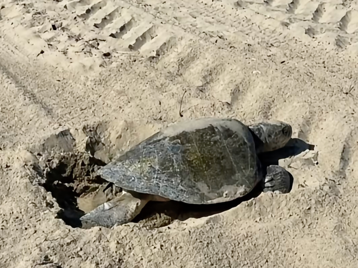 The Olive Ridley sea turtle laying eggs is one of at least two turtles spotted nesting in the North Orange County beaches.