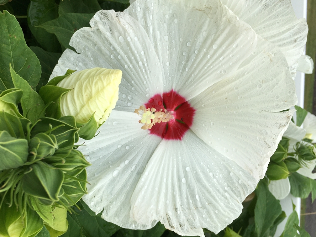 “Green Raindrops” by Vijay Punjabi of East Brunswick, NJ