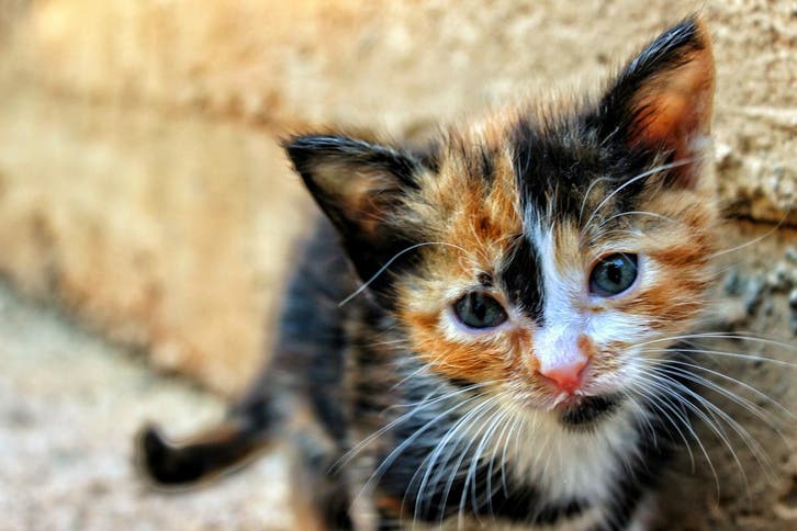 Free Kitten Adoptions in 10 Urban Outfitters Throughout NYC Saturday
