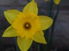 A daffodil from The Jewish Center daffodil garden.