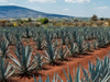 Tequila 1349 agave growing in the sun-soaked red clay fields of Arandas.