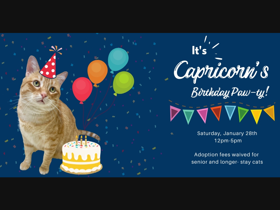 Capricorn is among the many senior and long-stay cats that can be visited on Saturday, January 28, from 12 p.m. to 5 p.m. (or anytime during Orphans of the Storm business hours).  Orphans is located at 2200 Riverwoods Road, Riverwoods, IL.  