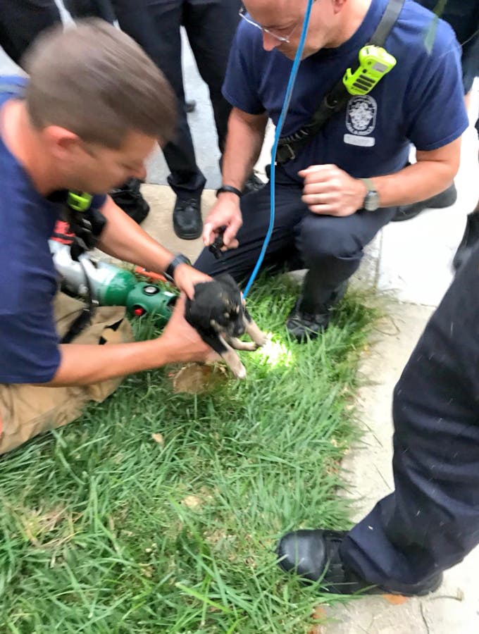 Firefighters Rescue Puppy Stuck In Drain Pipe In Rockville: WATCH ...